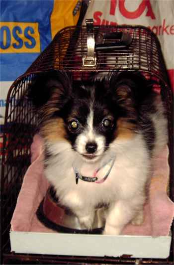 Jasse
